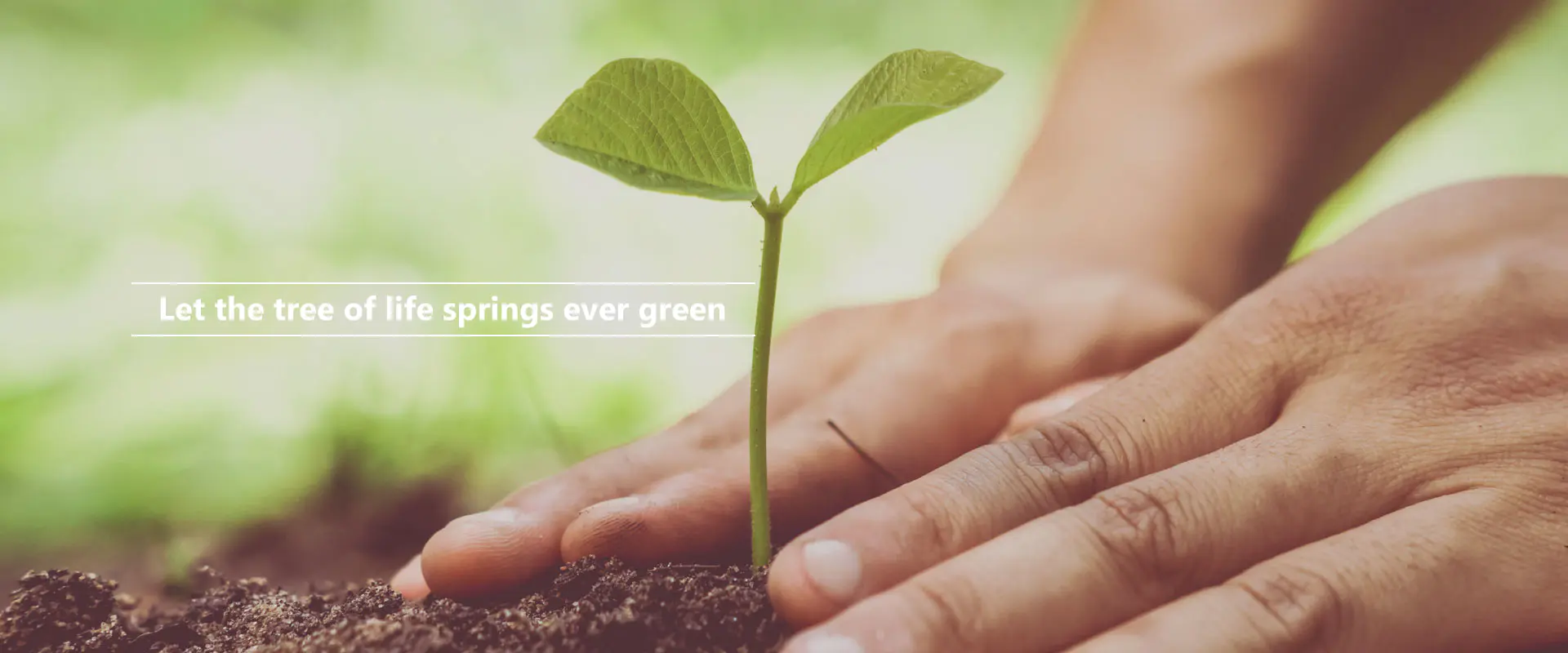 ให้ต้นไม้แห่งชีวิตคงความเขียวขจีอยู่เสมอ